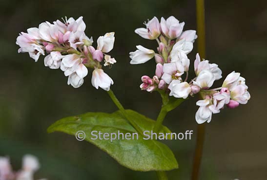 pale pink graphic