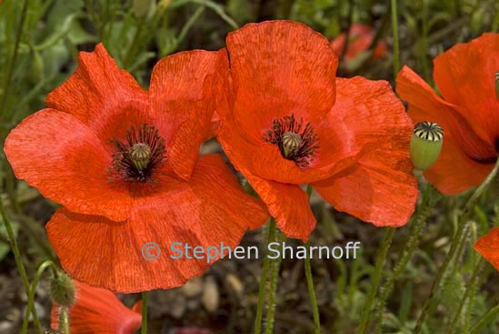 papaver rhoeas graphic