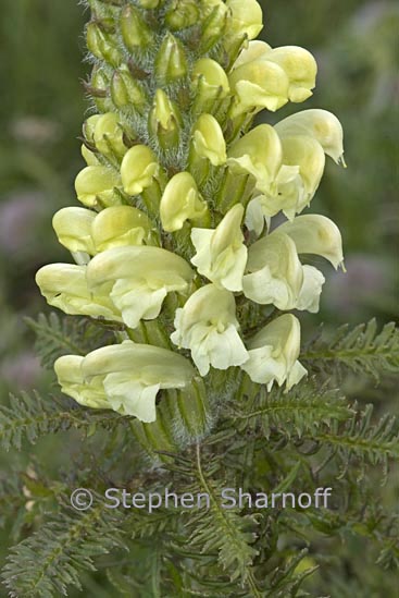 pedicularis foliosa graphic