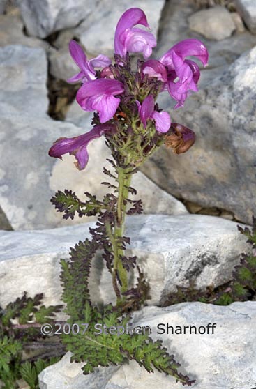 pedicularis kerneri graphic