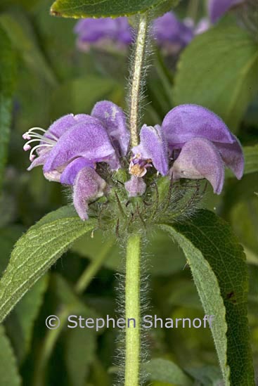 phlomis herba-venti 1 graphic