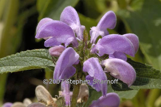 phlomis herba venti graphic