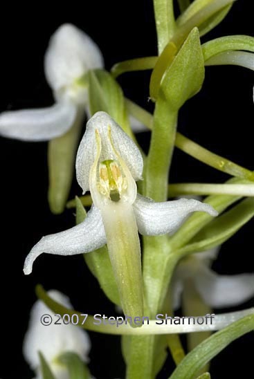 platanthera bifolia graphic