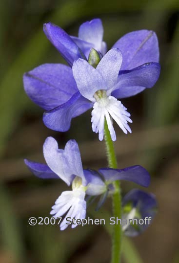 polygala graphic