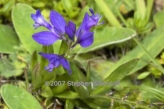 polygala alpestris graphic