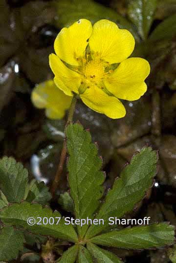 potentilla graphic