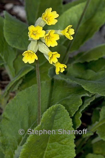primula veris graphic