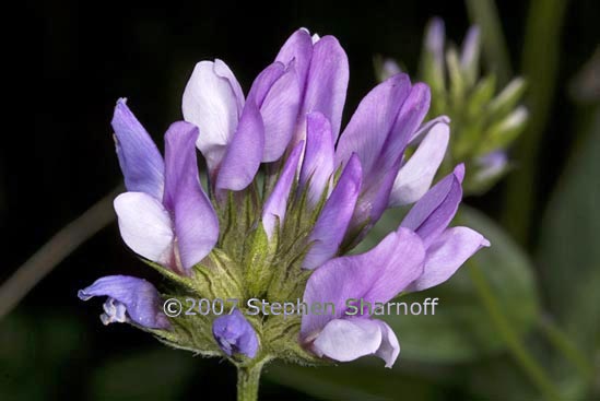 psoralea bituminosa graphic