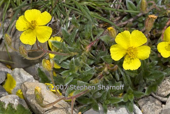 ranunculus montanus graphic