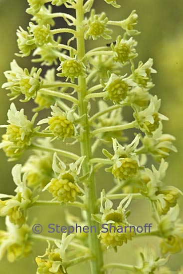 reseda lutea graphic