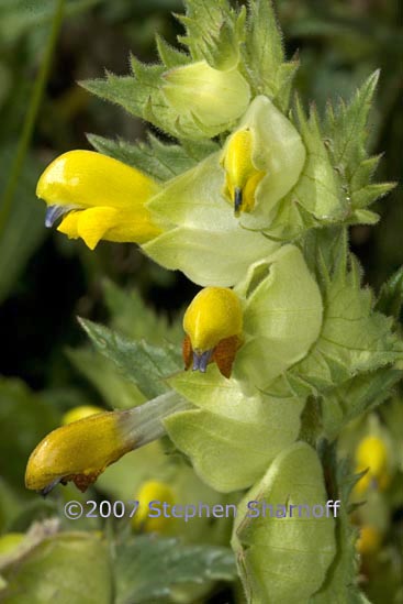 rhinanthus serotinus graphic