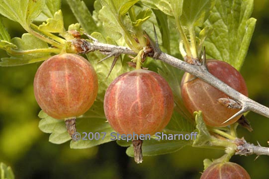 ribes uva crispa graphic