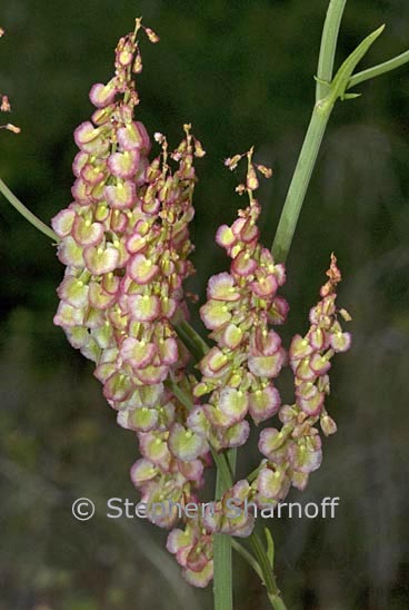 rumex crispus graphic