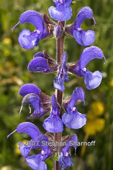 salvia nemorosa graphic