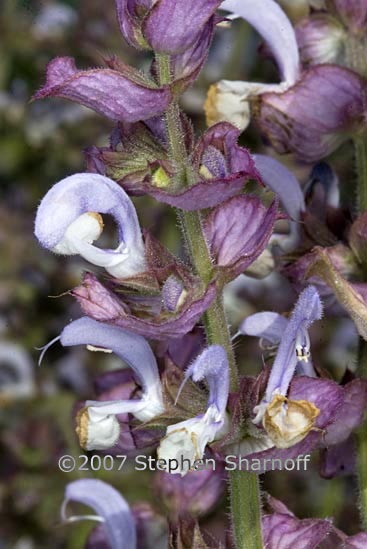 salvia sclarea graphic