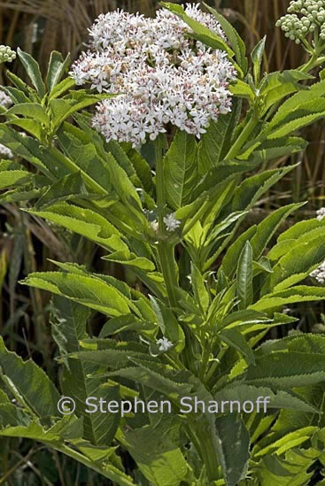 sambucus ebulus graphic