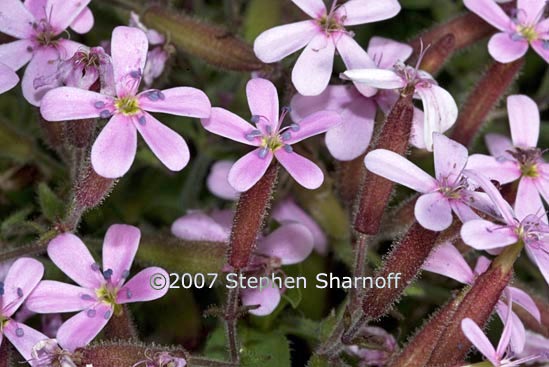 saponaria ocymoides graphic