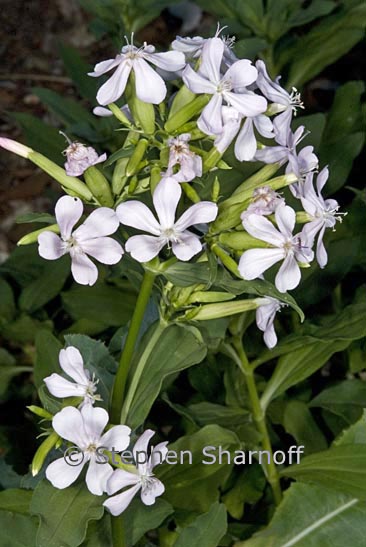 saponaria officinalis graphic