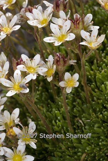 saxifraga moschata graphic