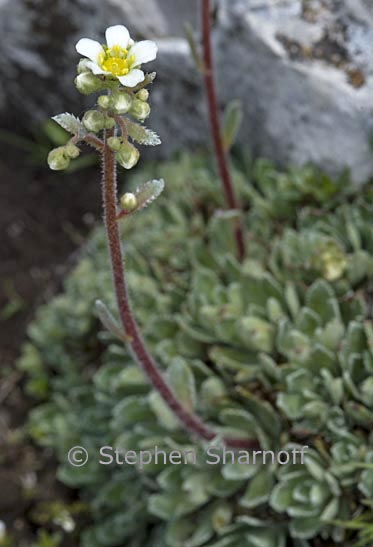 saxifraga paniculata graphic