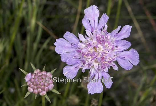 scabiosa graphic