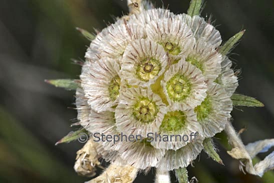 scabiosa fruits graphic