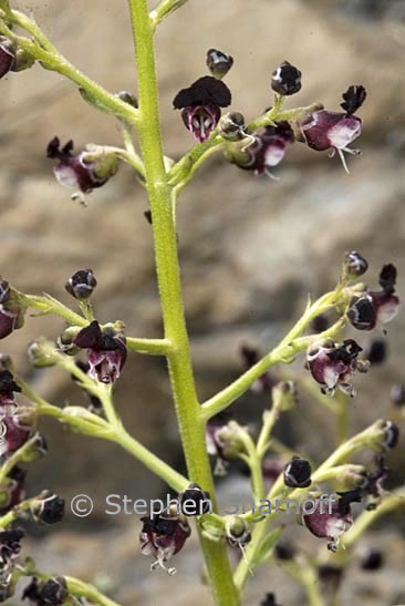 scrophularia hoppii graphic