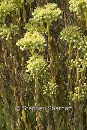 sedum ochroleucum graphic