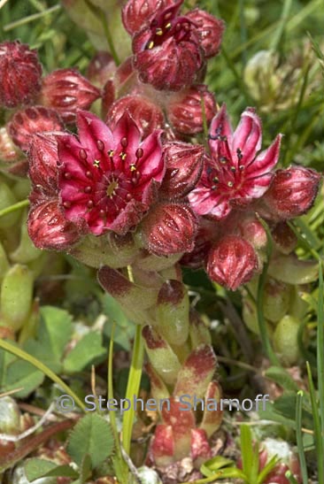 sempervivum arachnoidium graphic