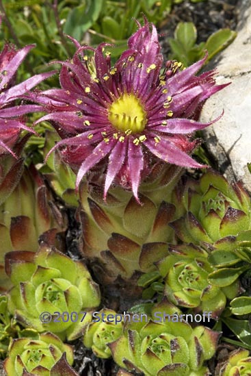 sempervivum montanum graphic