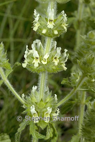 sideritis hyssopifolia graphic