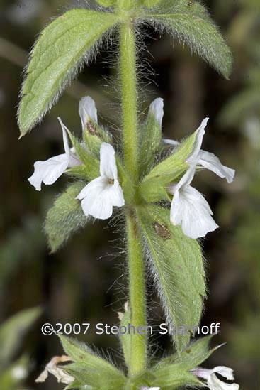 sideritis romana graphic