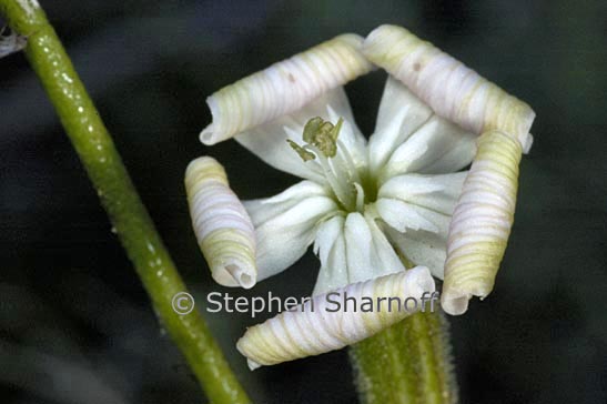 silene italica graphic