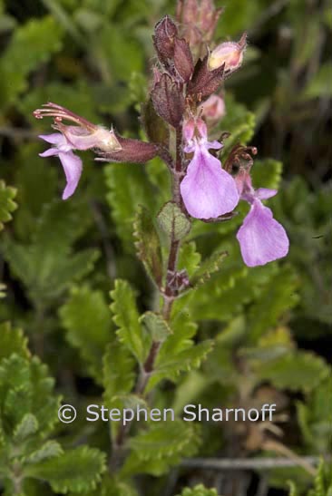 teucrium chamaedrys graphic