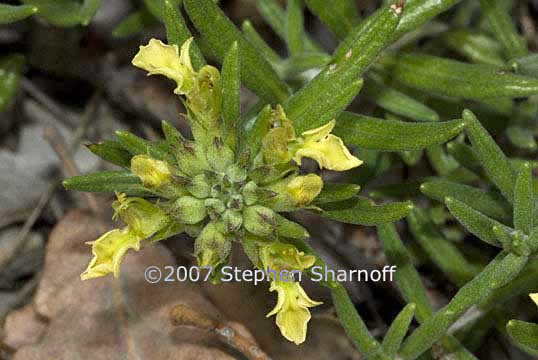 teucrium montanum graphic