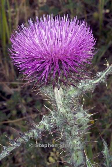 thistle graphic