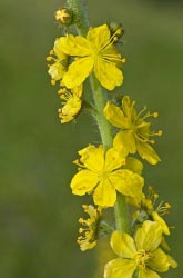 agrimonia eupatoria thumbnail graphic