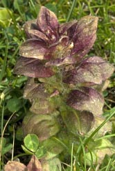 ajuga pyramidalis thumbnail graphic