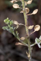 alyssum sp thumbnail graphic