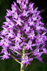 anacamptis pyramidalis 1 thumbnail graphic