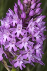 anacamptis pyramidalis 2 thumbnail graphic