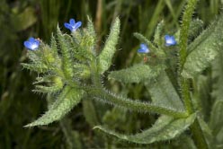 anchusa arvensis thumbnail graphic