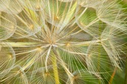 dandelion thumbnail graphic