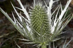 eryngium thumbnail graphic