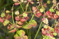 euphorbia_cyparissias thumbnail graphic