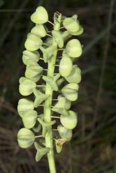 muscari seedhead thumnail graphic