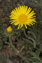 inula montana thumbnail graphic