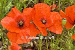 papaver thumbnail graphic