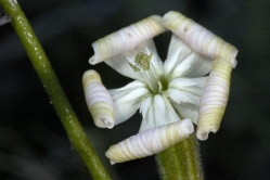 silene italica thumbnail