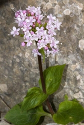 valeriana asarifolia thumbnail